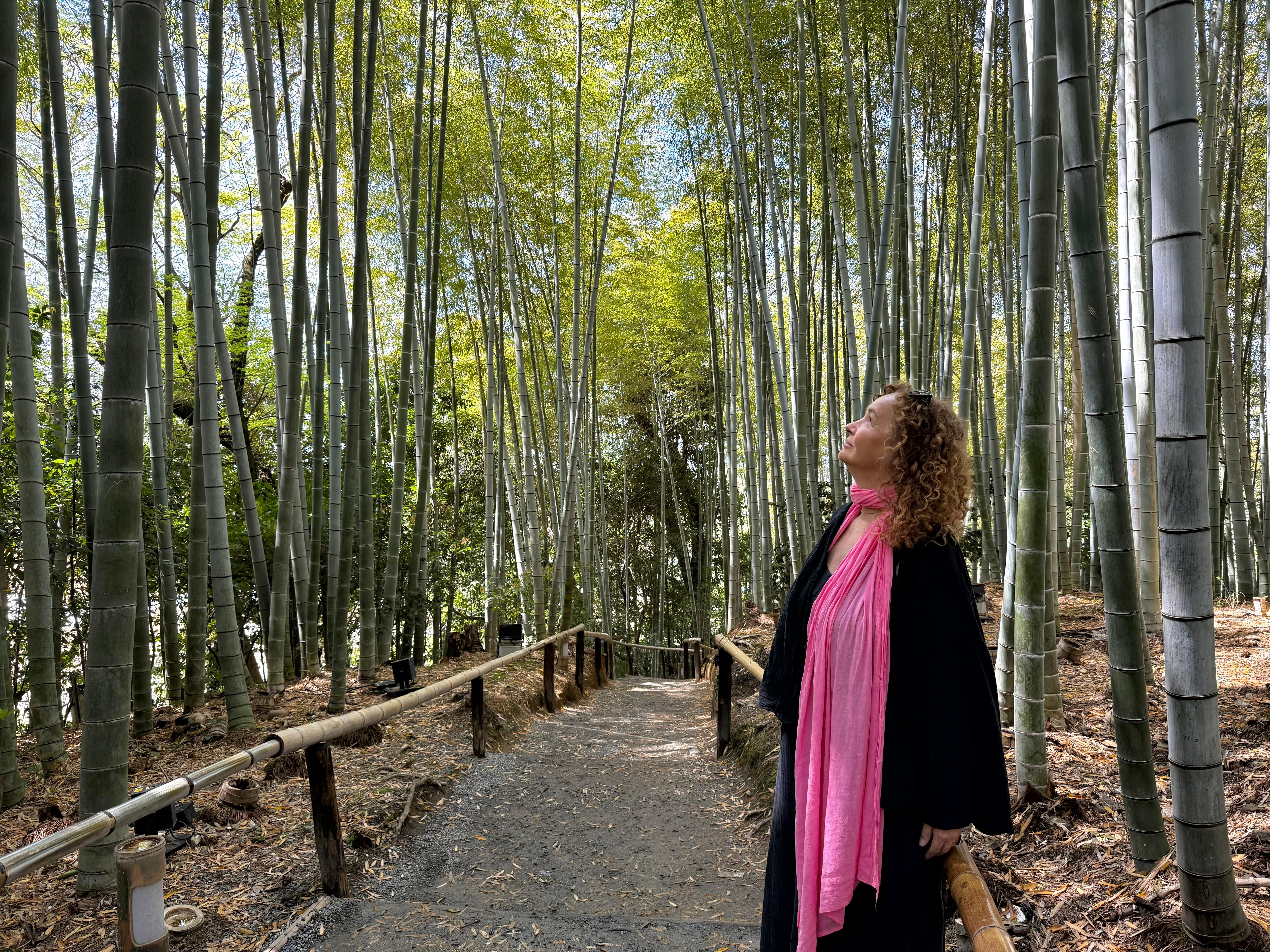 Tall bamboo trees reaching upward