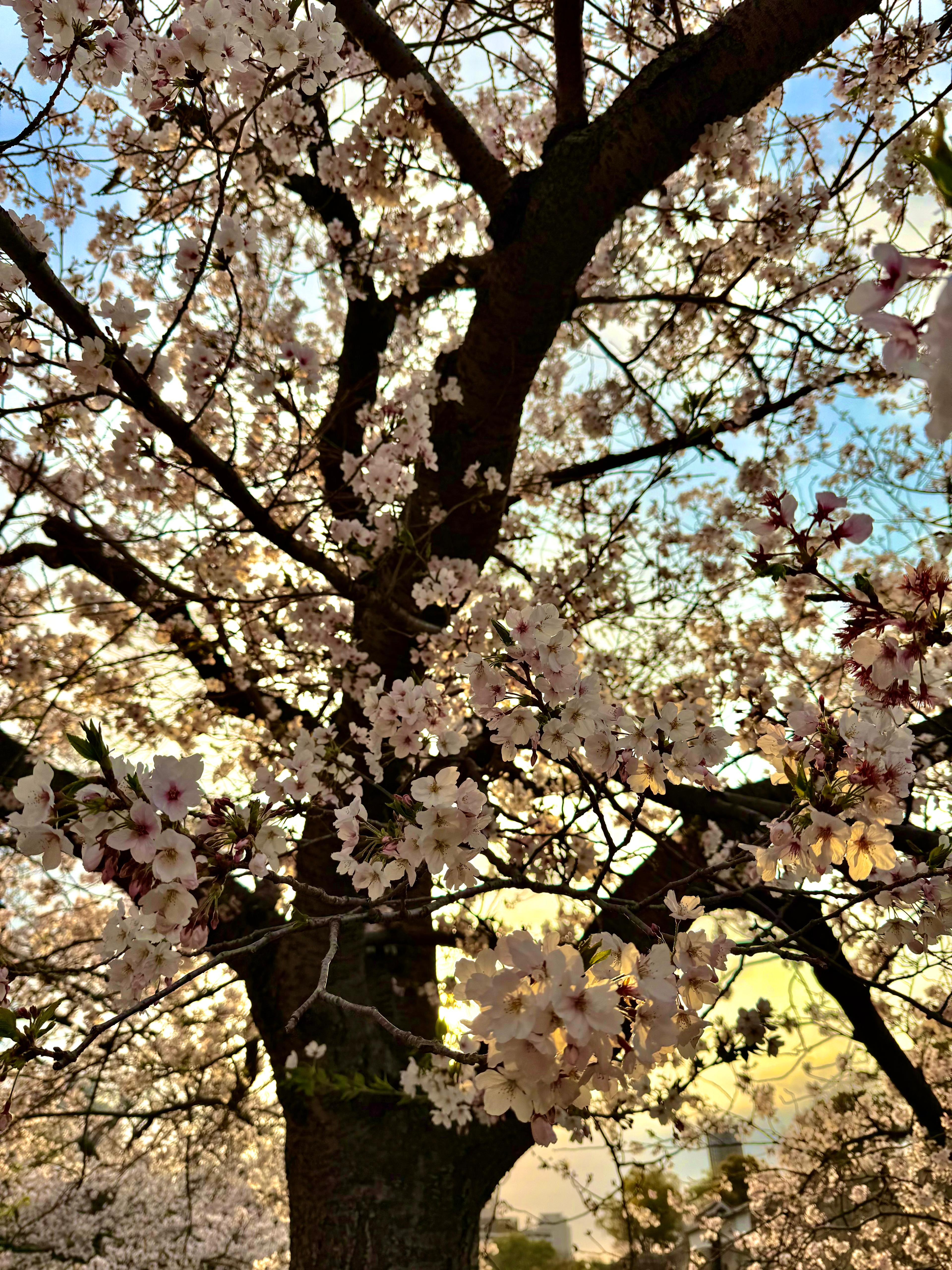 Cherry blossom