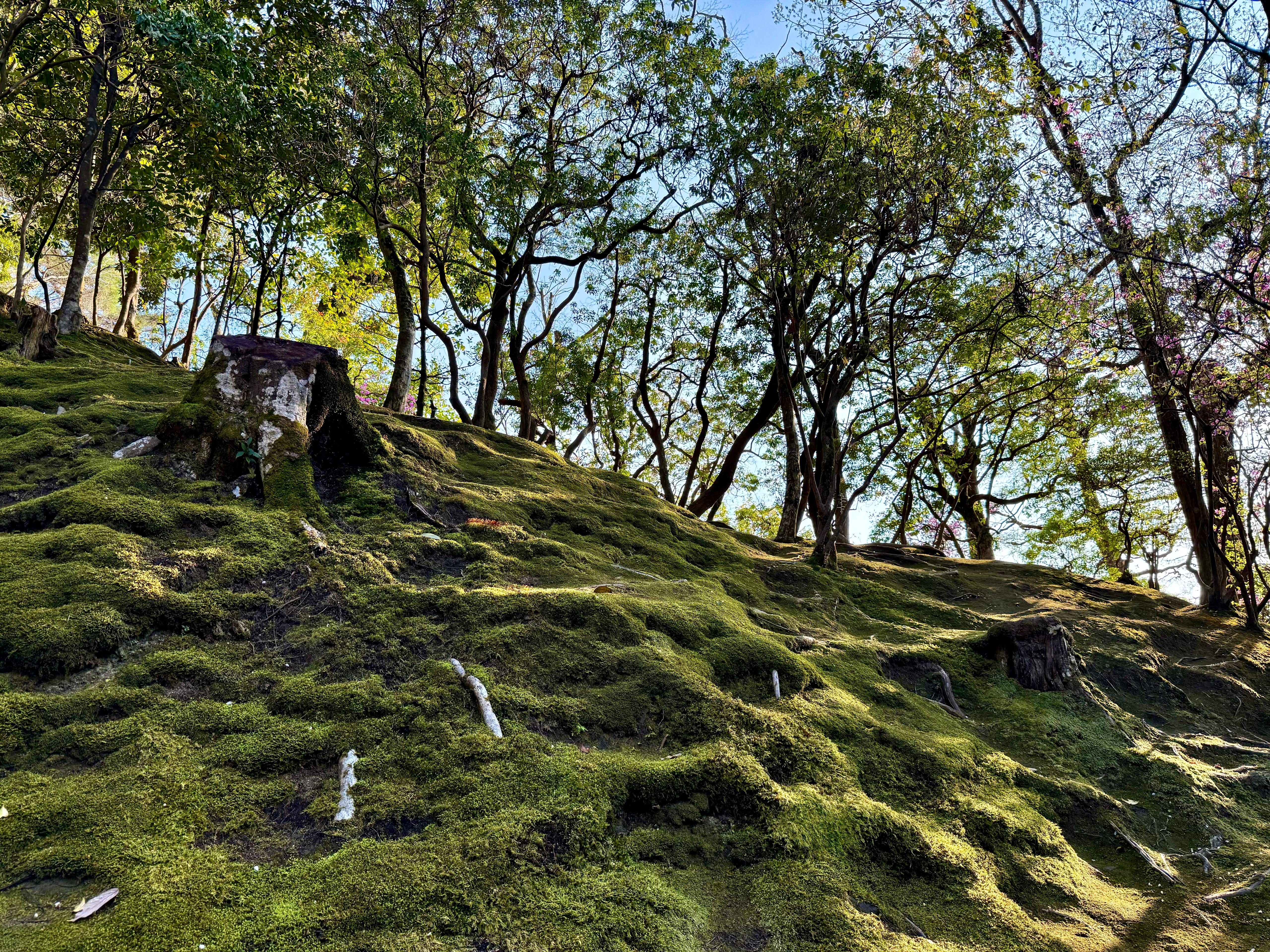 Green moss landscape