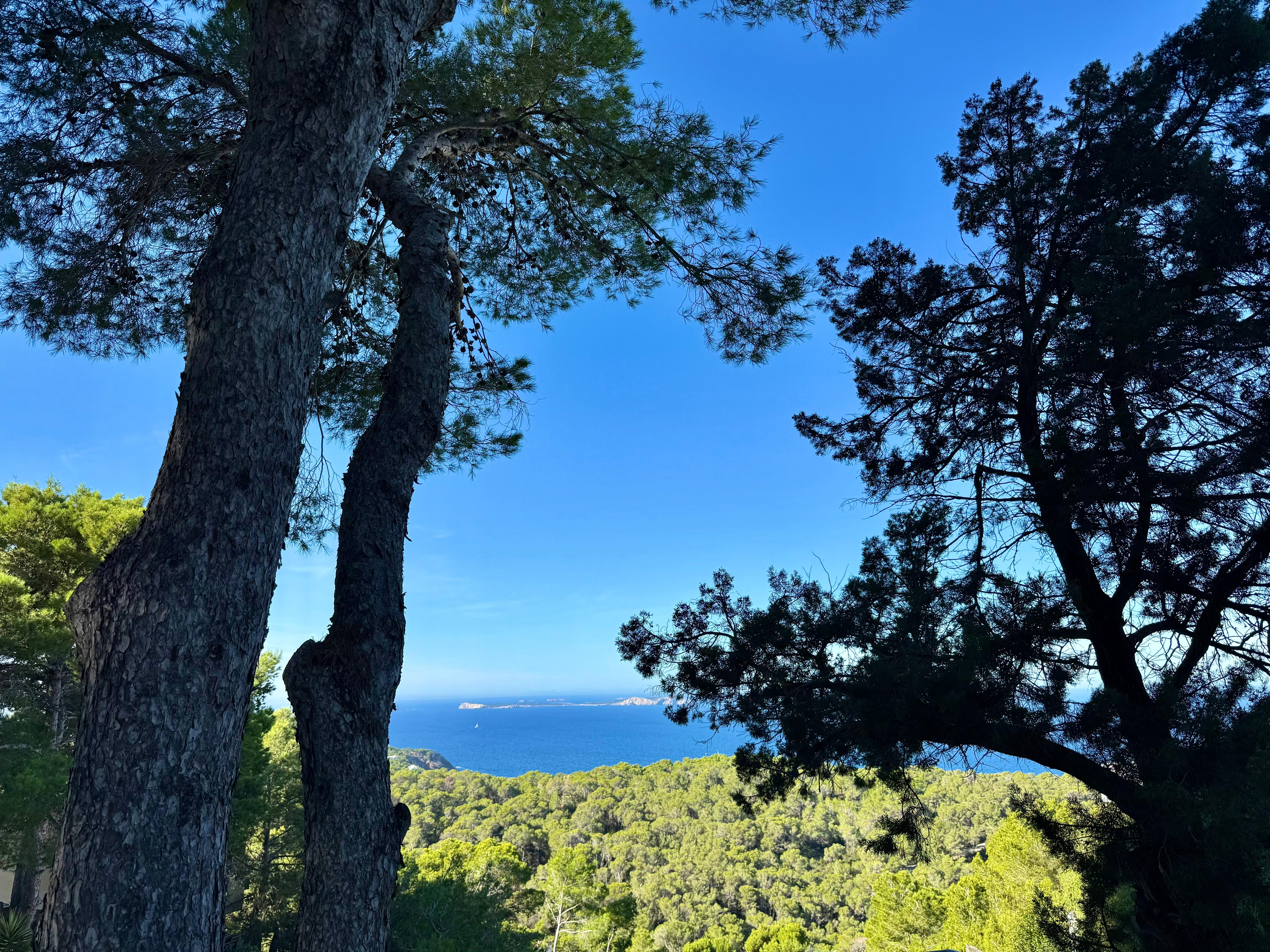 View from high up through trees to the sea