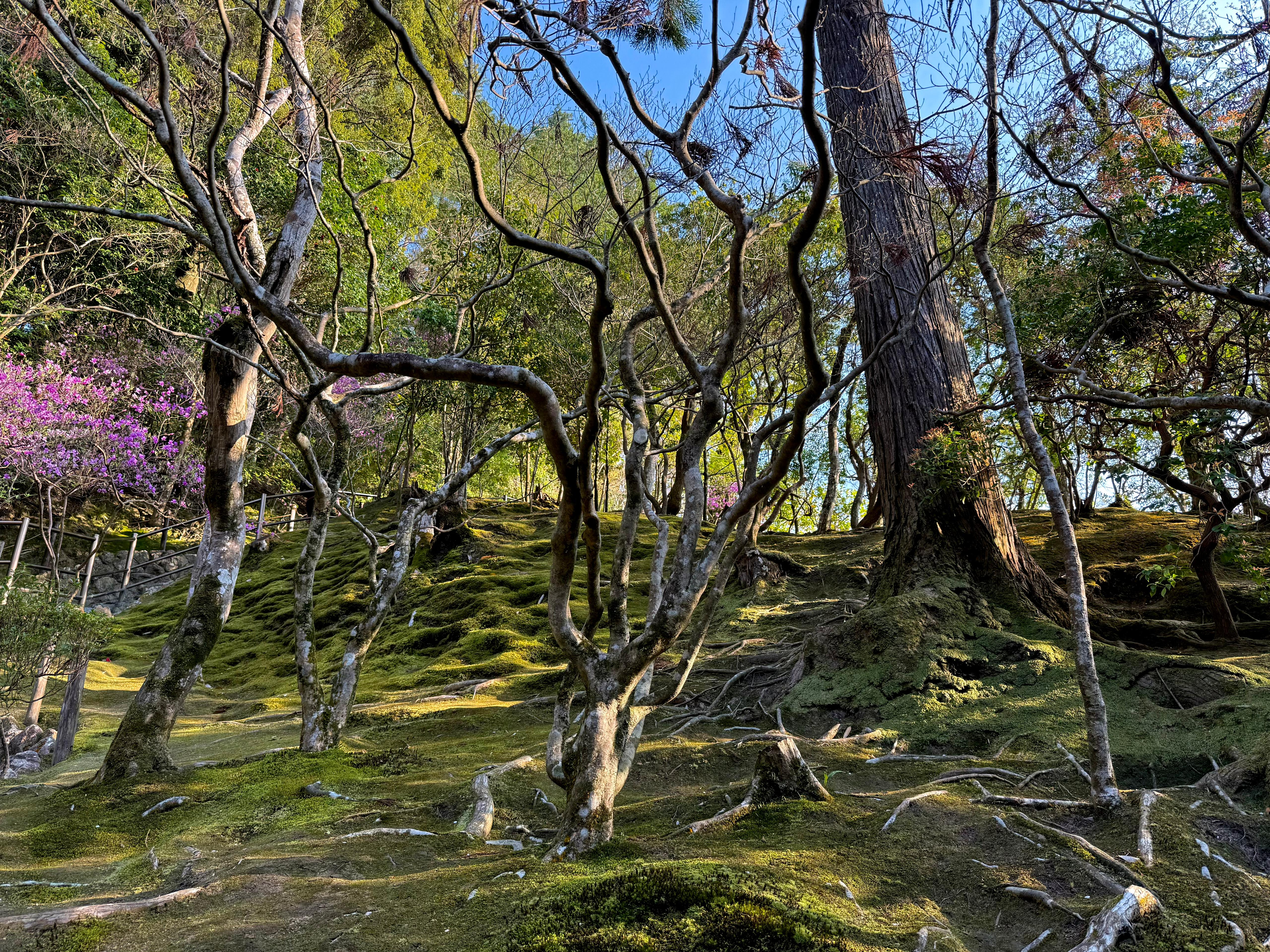 Moss and tree landscape