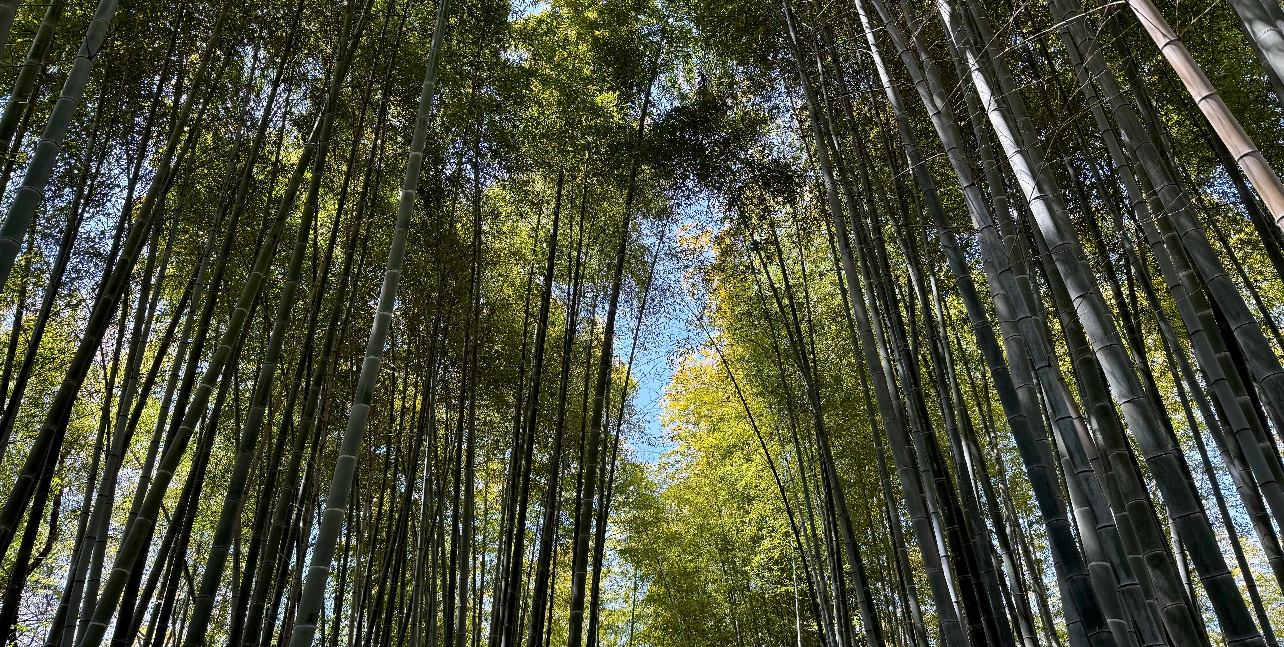 Bamboo forest looking upward