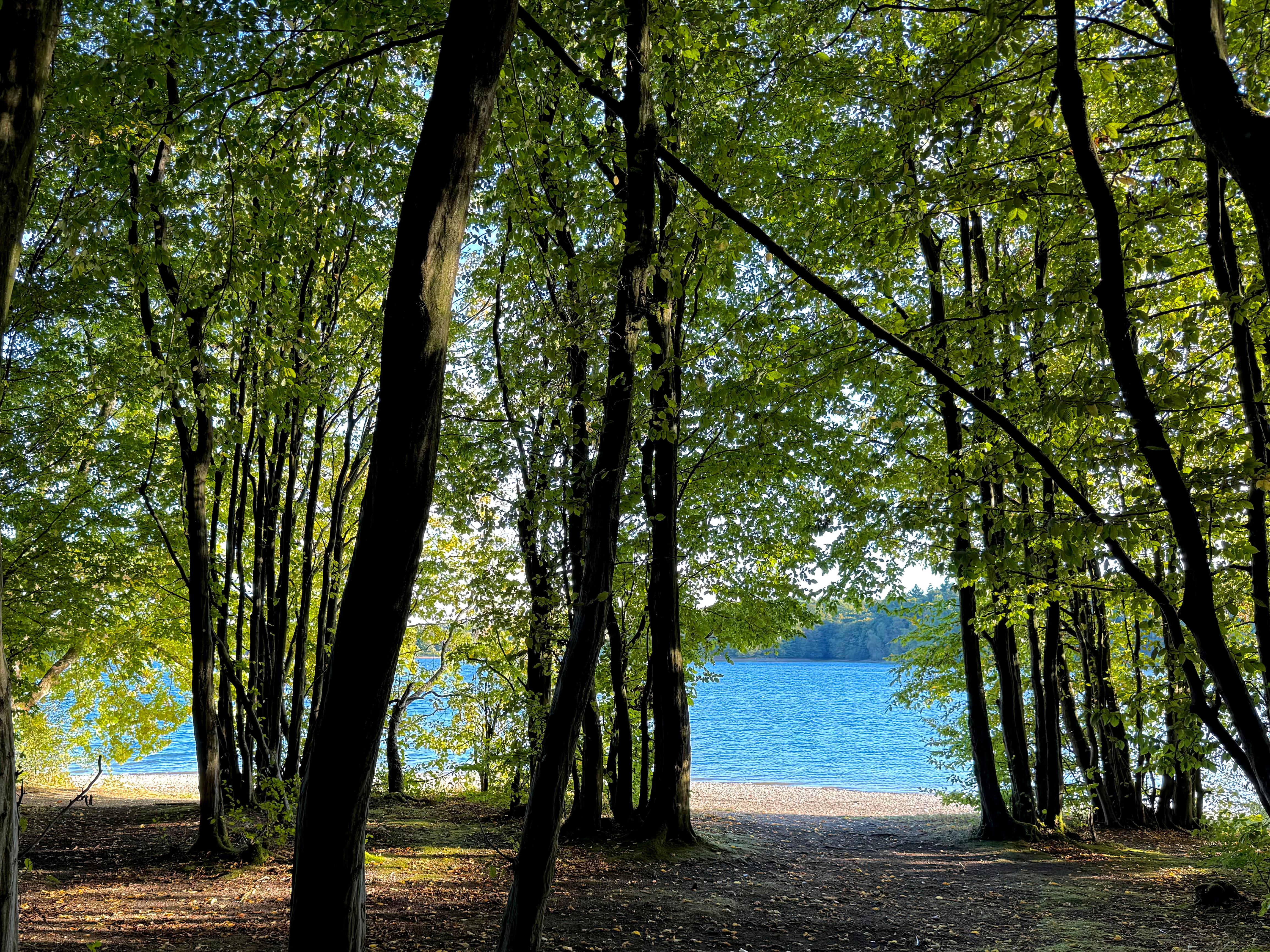 Blue water through trees